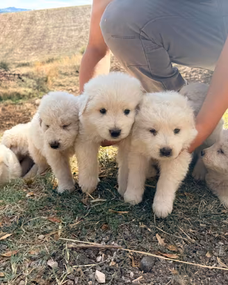 Cuccioli di Pastore Maremmano Abruzzese