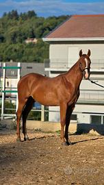 Cavallo