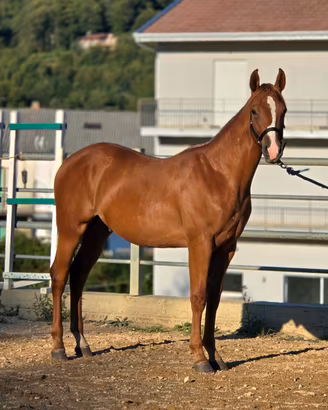 Cavallo