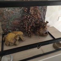 Terrario per rettili completo di accessori