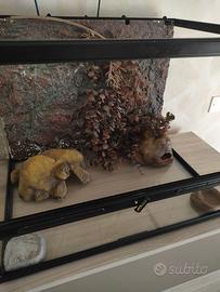 Terrario per rettili completo di accessori