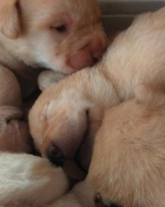 Cuccioli di labrador