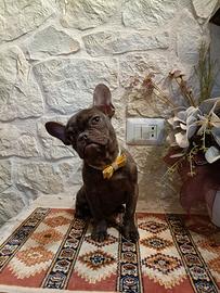 Bouledogue Francese cuccioli disponibili 