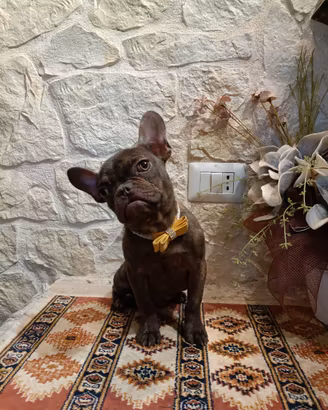 Bouledogue Francese cuccioli disponibili 