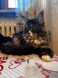 Maine Coon adulto