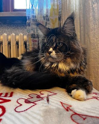 Maine Coon adulto