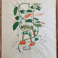 Salvador Dali