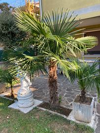 Palme