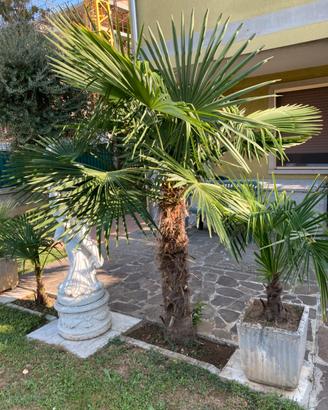 Palme