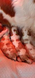Cuccioli Cavalier King con pedigree Enci
