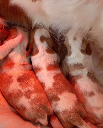 Cuccioli Cavalier King con pedigree Enci