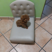 Barboncina tea cup asiatica 7 mesi