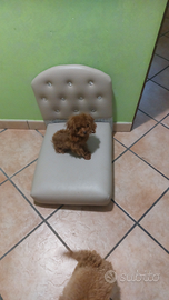 Barboncina tea cup asiatica 7 mesi