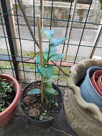 pianta limetta di thaiti