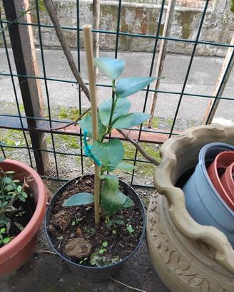 pianta limetta di thaiti