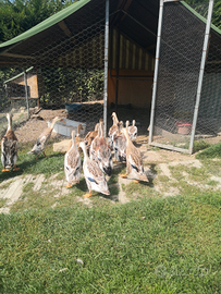 Anatre corritrici indiane appleyard