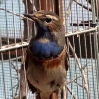 Ciuffolotti, cardellini , cardinali , estrildidi