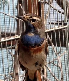 Ciuffolotti, cardellini , cardinali , estrildidi