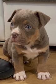 American Bully Pocket Cucciole