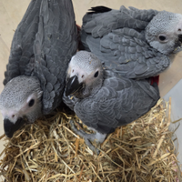 Pappagallo Cenerino africano grey