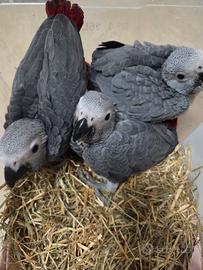 Pappagallo Cenerino africano grey