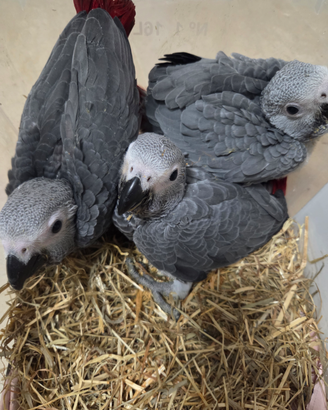 Pappagallo Cenerino africano grey