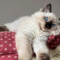 Cucciolo Ragdoll