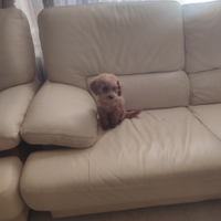 Barboncini mini toy albicocca