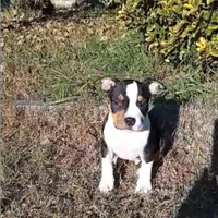 Cuccioli Amstaff