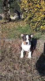 Cuccioli Amstaff