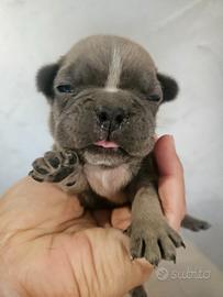Bulldog francese mini mini