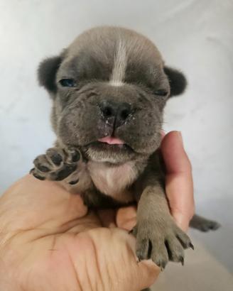 Bulldog francese mini mini