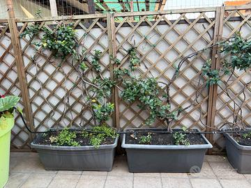 Ultimo annuncio  vasi da terrazzo di gelsomino