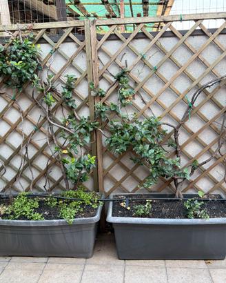 Ultimo annuncio  vasi da terrazzo di gelsomino