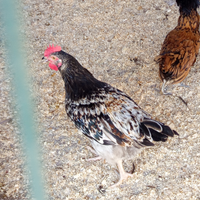 Galli Australoop ibridi