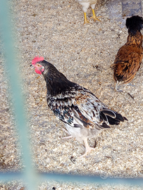 Galli Australoop ibridi