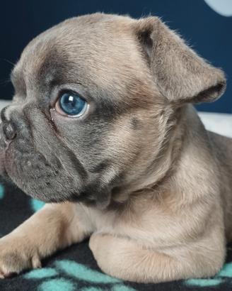 Bulldog francese