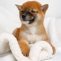 Cucciolina femmina di Shiba Inu rossa