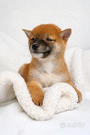 Cucciolina femmina di Shiba Inu rossa
