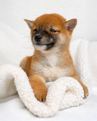 Cucciolina femmina di Shiba Inu rossa