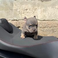 Cucciola American bully