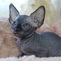 Cucciolo sphynx disponibile