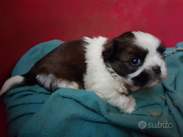 Cane shih tzu