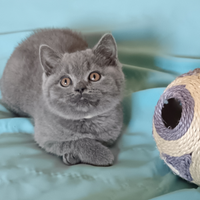 British Shorthair blu
