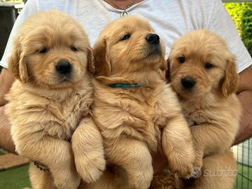 Cuccioli Golden Retriever linea americana