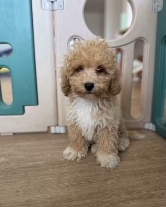 Cuccioli di Maltipoo di piccola taglia