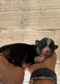 Pastore australiano femmina pedigree