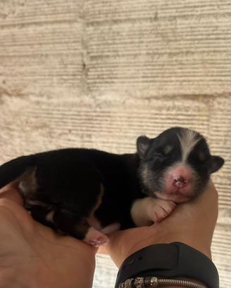 Pastore australiano femmina pedigree