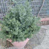 Pianta di Pungitopo