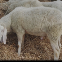 Maschio pecora bergamasco